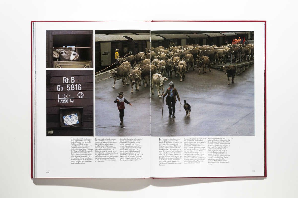 Poet und Alphirte Urban Gwerder führt seine Schützlinge vom Zug auf die Zwischenweide bei Samedan